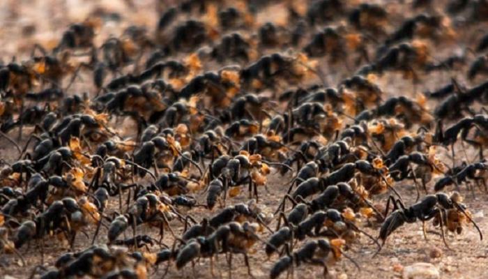 أخلاقيات الحرب عند النمل