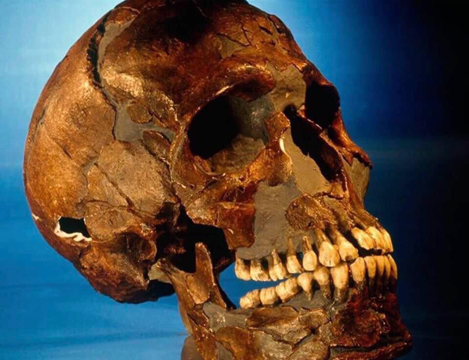 The skull of Suleiman Al-Halabi