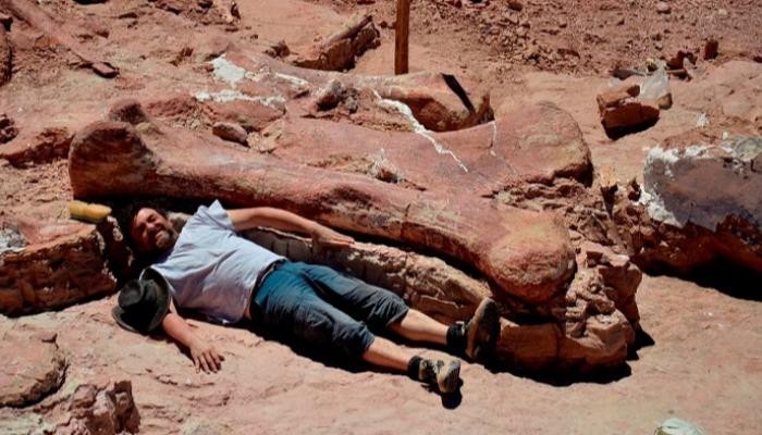 عظمة واحدة من حفرية التيتانوصور بحجم انسان كامل
