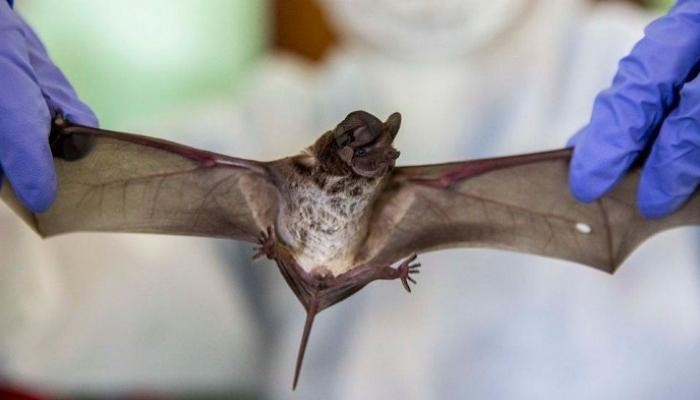 اكتشاف فيروس جديد في الخفافيش يشبه كورونا