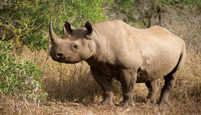 وحيد القرن- أرشيفية
