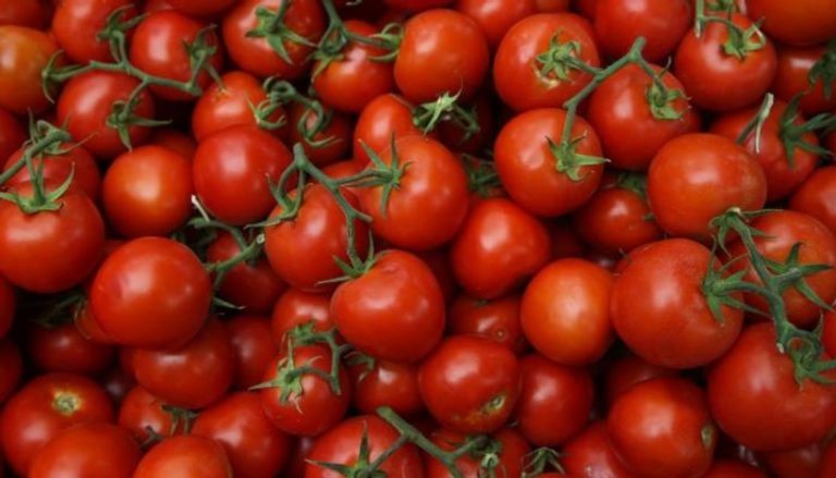 ابتكار لقاح الطماطم ضد كورونا