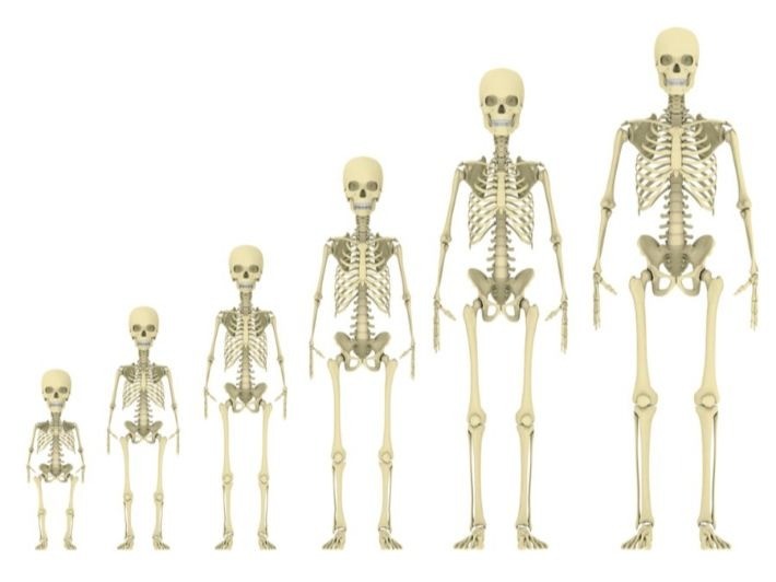 العظم في جسم الإنسان