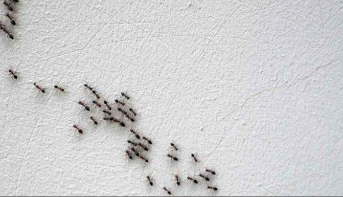 سرب من النمل