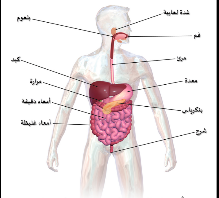 الجهاز الهضمي