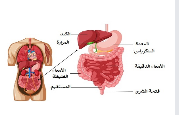 الجهاز الهضمي