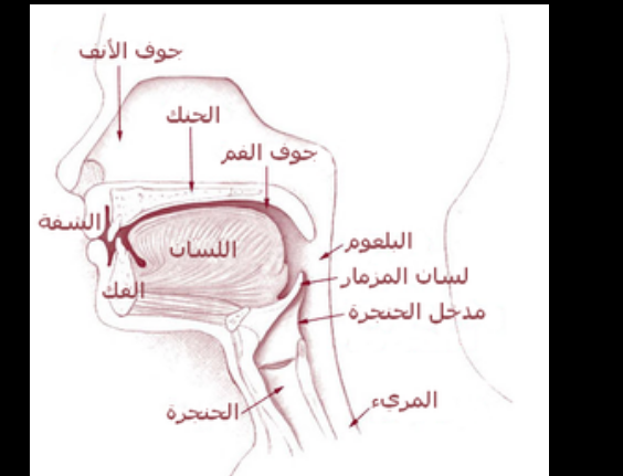 الفم