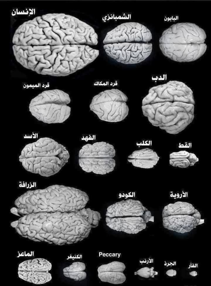 تعبيرية